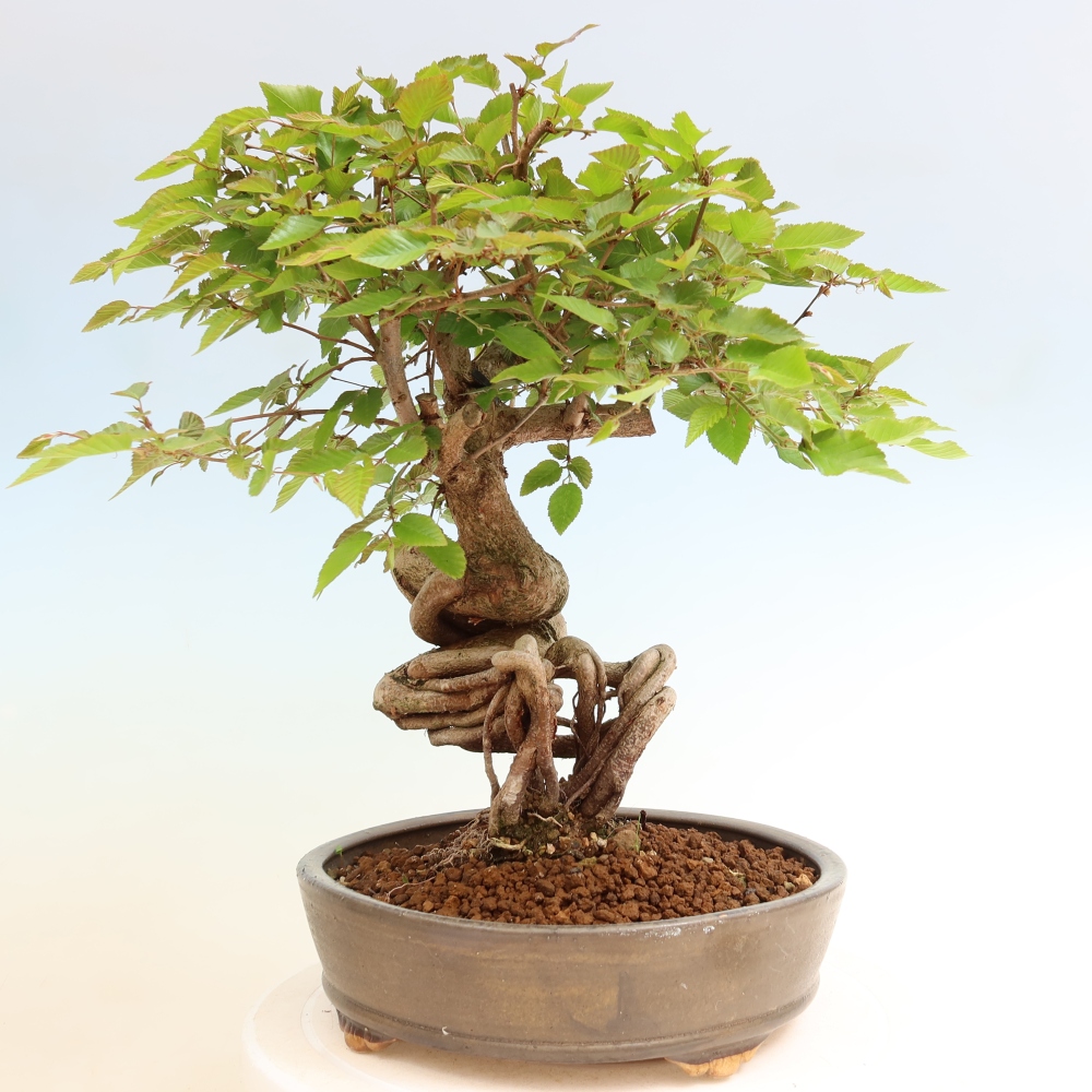 Bonsai voor buiten -Carpinus Coreana - Koreaanse haagbeuk