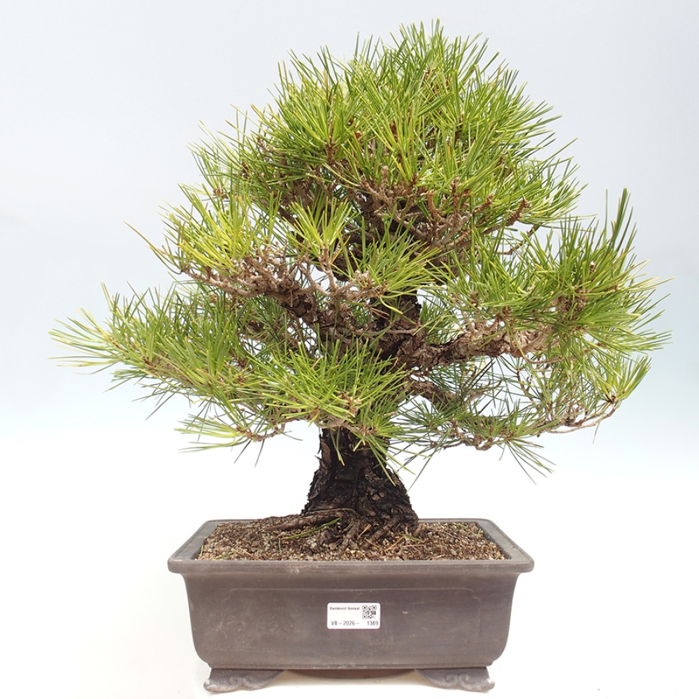 Bonsai voor buiten - Pinus thunbergii - Thunberg den