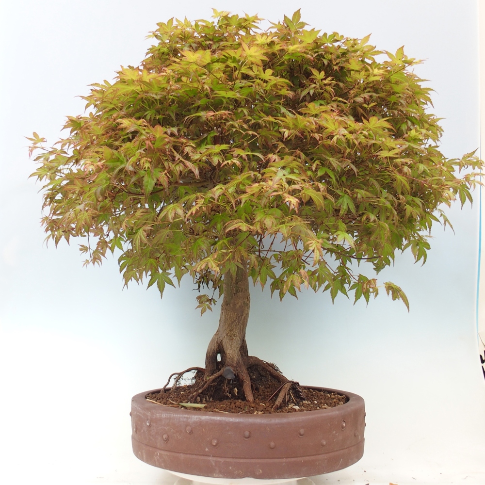 Noorse esdoorn - Acer palmatum Beni Tsukasa