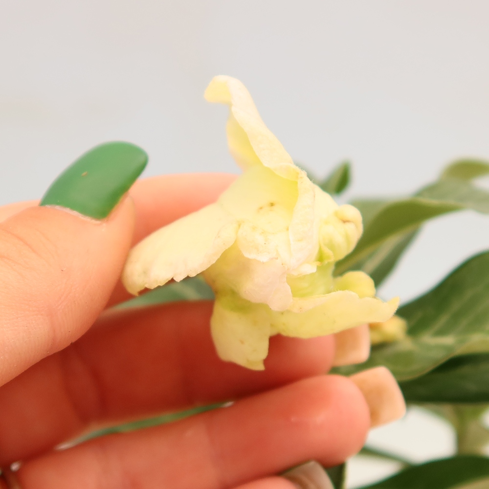 Kamerbonsai - Adenium obesum, geënt V.F.S.412  - Woestijnroos