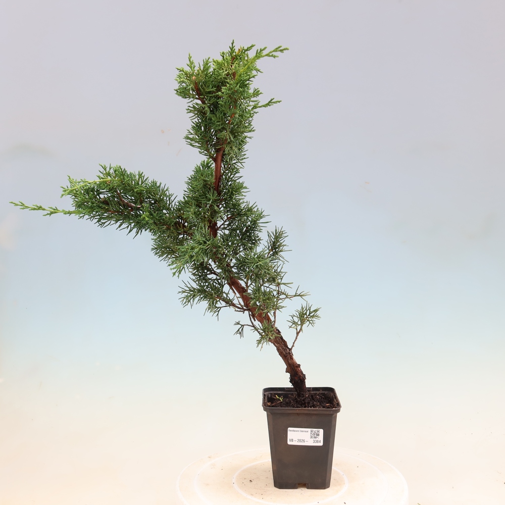 Bonsai voor buiten - Juniperus chinensis Kishu