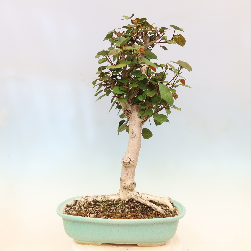 Bonsai voor binnen - Hibiscus tiliaceus - Zee Hibiscus