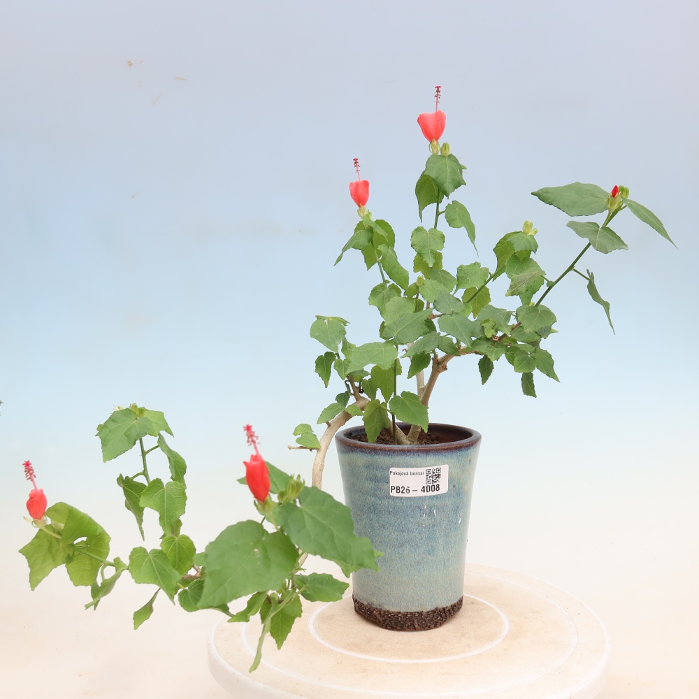 Bonsai voor binnen - Malvaviscus arboreus