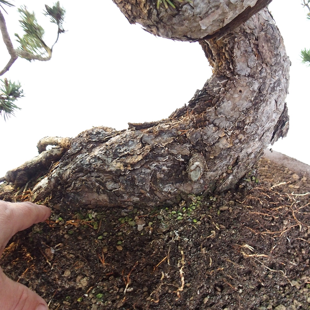 Yamadori - Pinus sylvestris Spanje