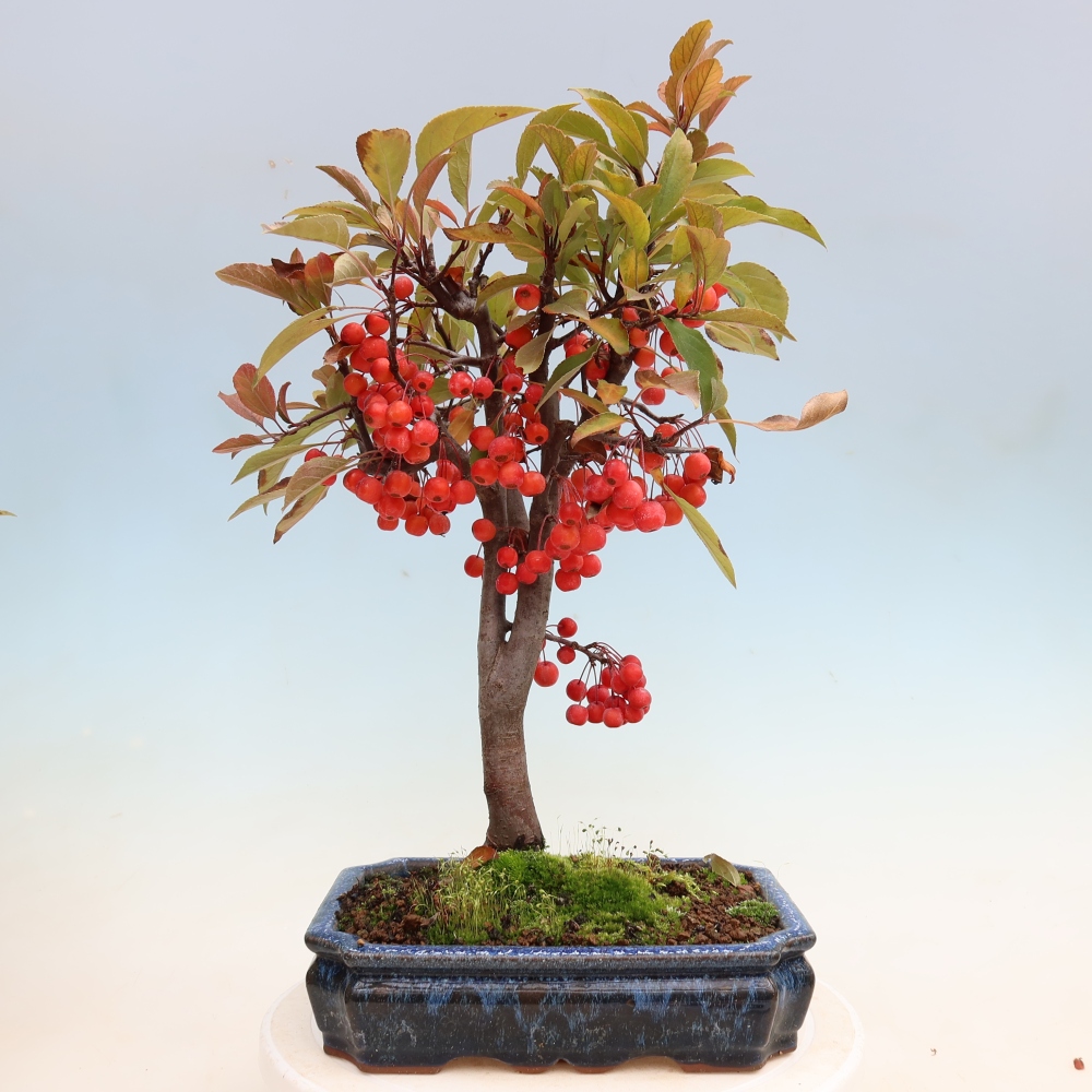 Bonsai voor buiten -Malus domestica - Roodbladige appelboom met kleine vruchten