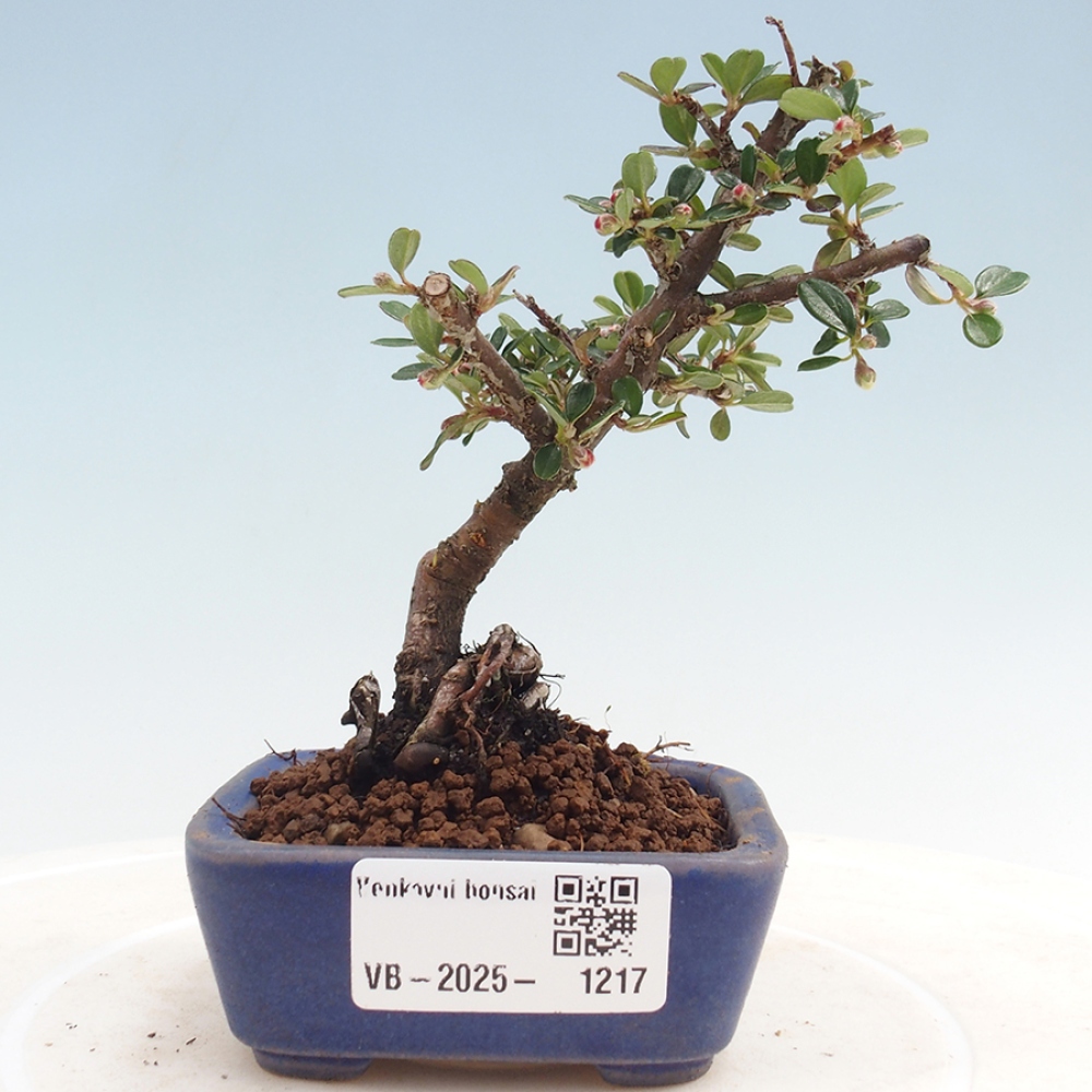 Bonsai voor buiten - Cotoneaster horizontalis - Rocky Mountain
