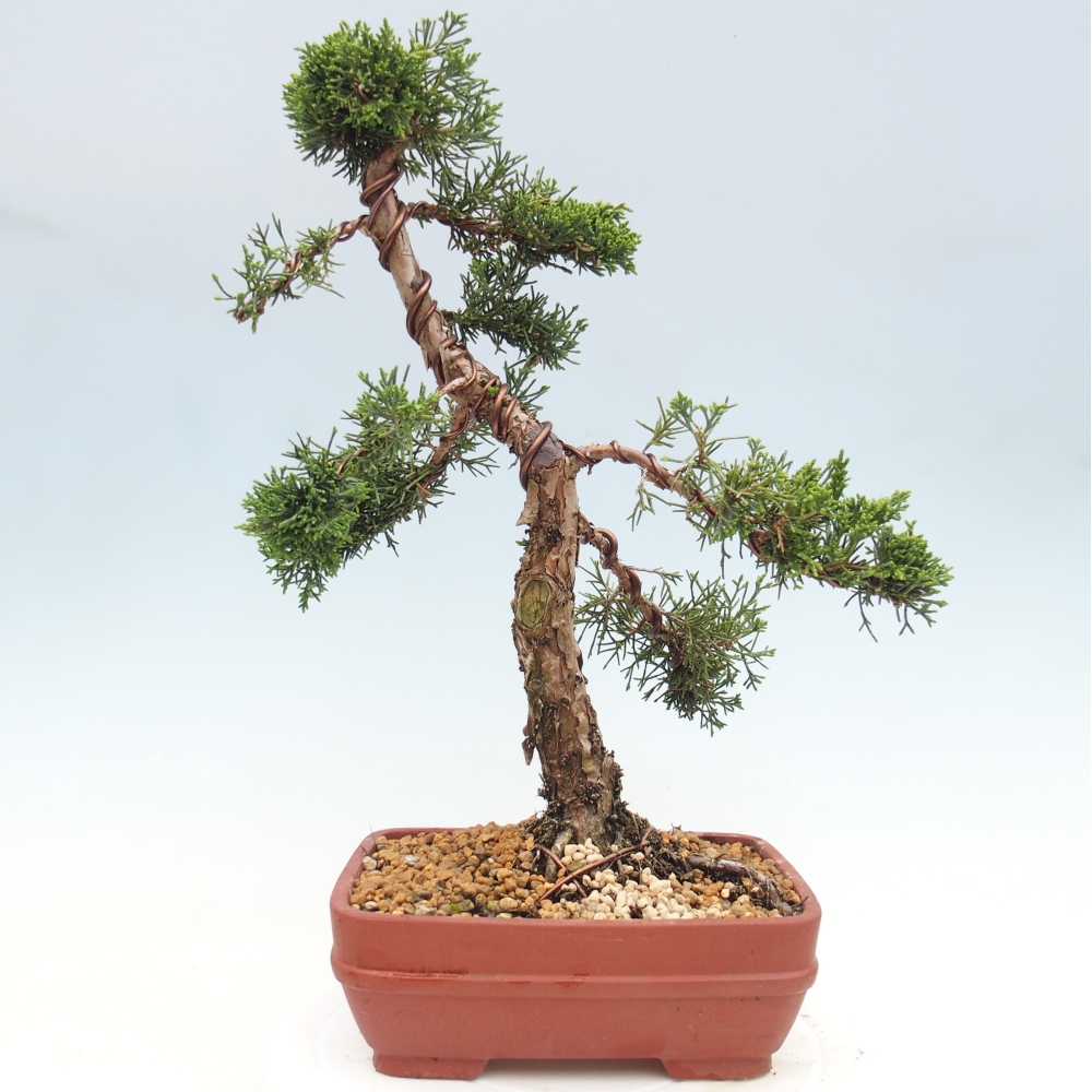 Bonsai voor buiten - Juniperus chinensis Kishu