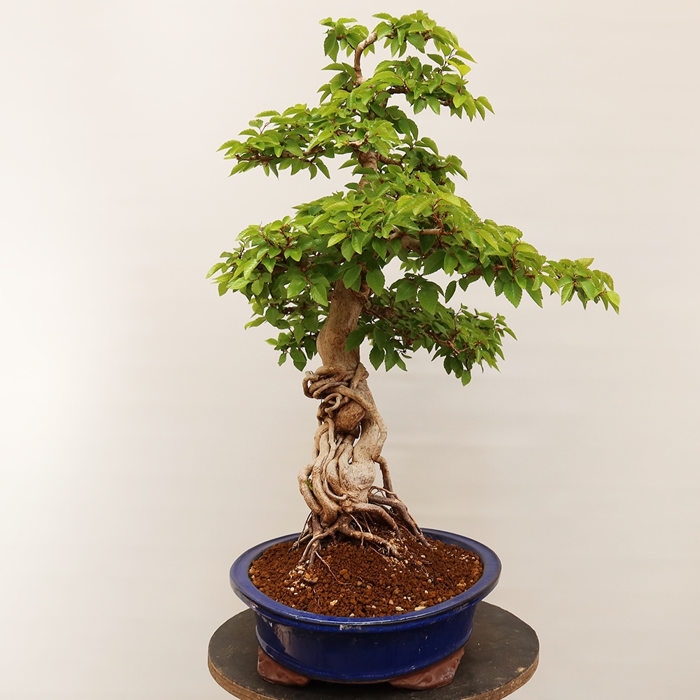 Bonsai voor buiten -Carpinus Coreana - Koreaanse haagbeuk
