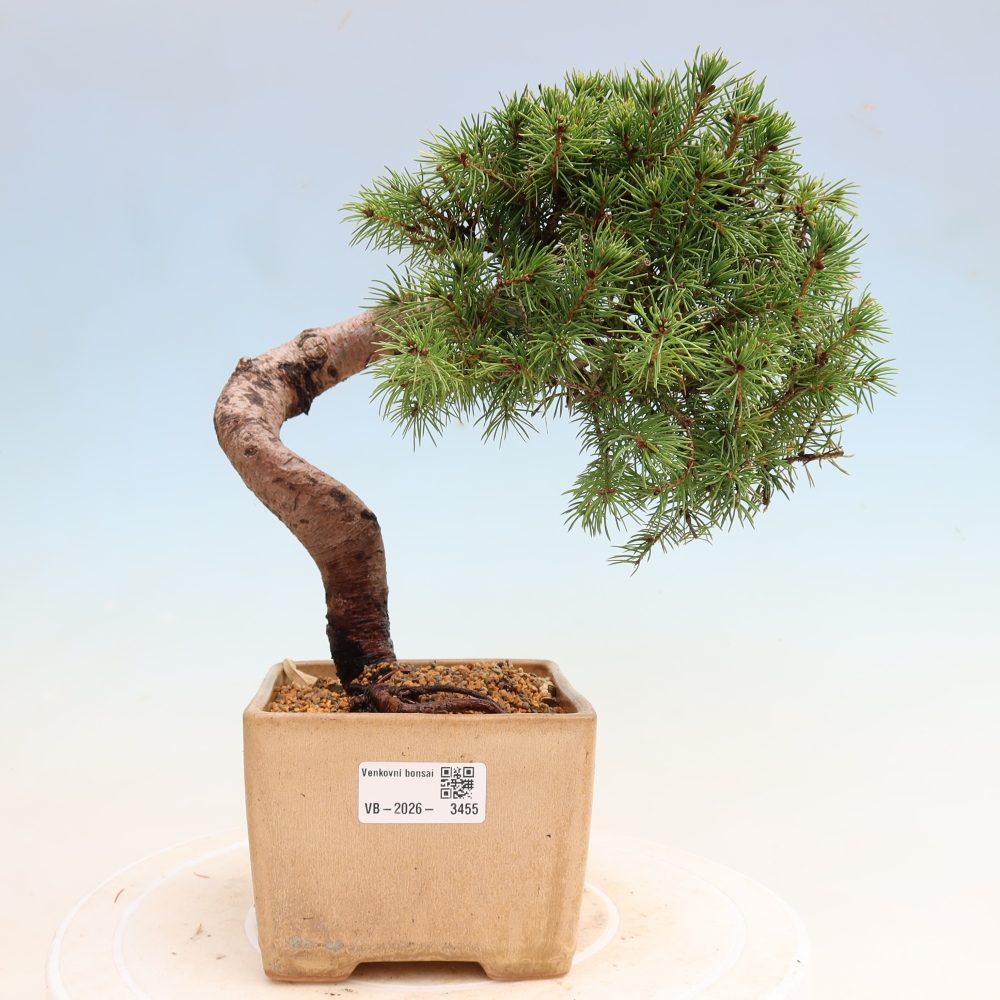 Buitenbonsai – Grijze spar – Picea glauca globe