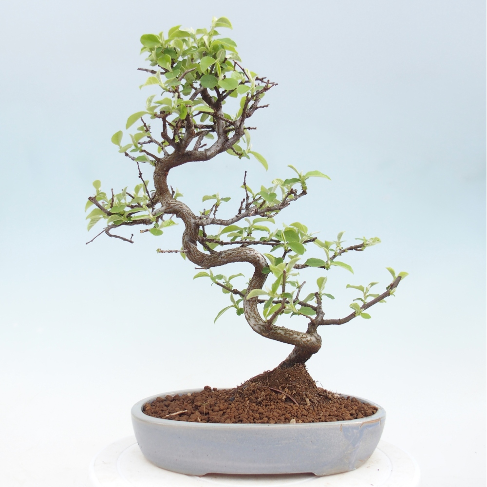 Bonsai voor buiten - Chaneomeles chinensis