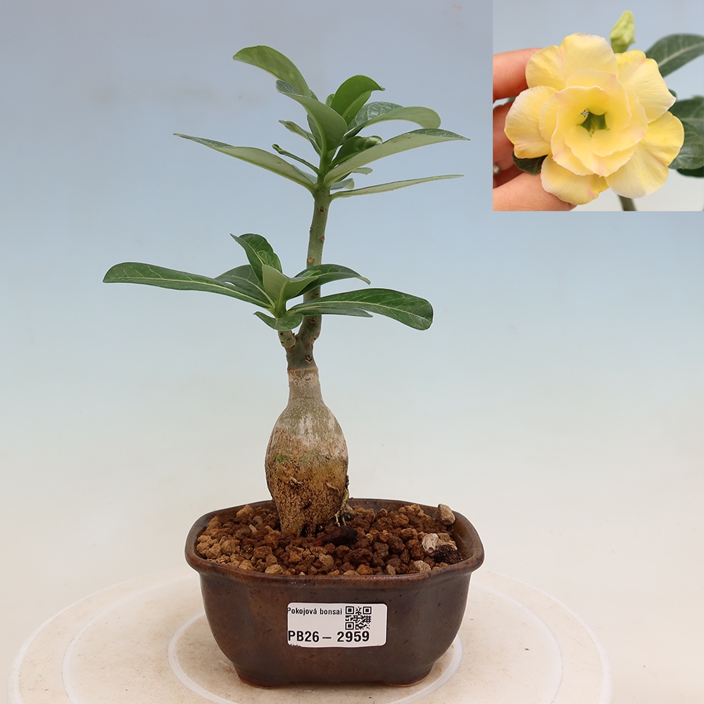 Kamerbonsai - Adenium obesum, geënt op Alonza  - Woestijnroos