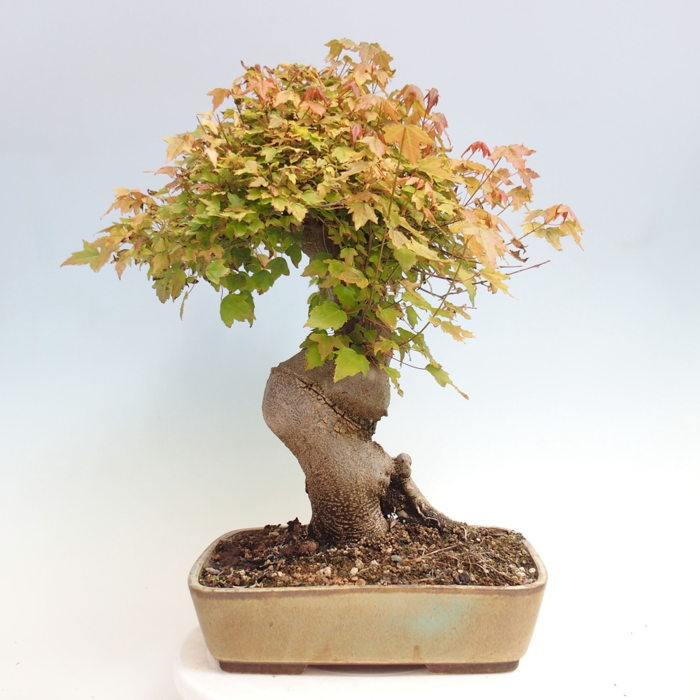 Bonsai voor buiten - Acer Buergerianum - Burgeresdoorn