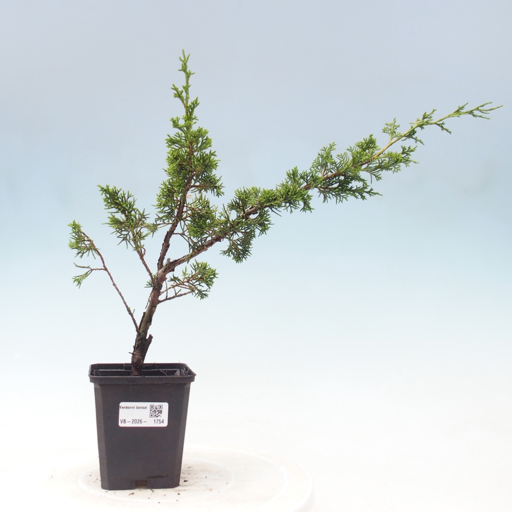 Bonsai voor buiten - Juniperus chinensis Itoigawa
