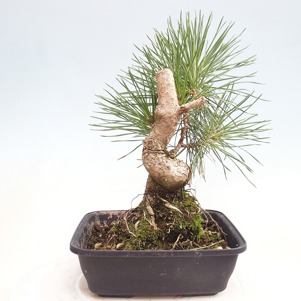 Bonsai voor buiten - Pinus thunbergii - Thunberg den