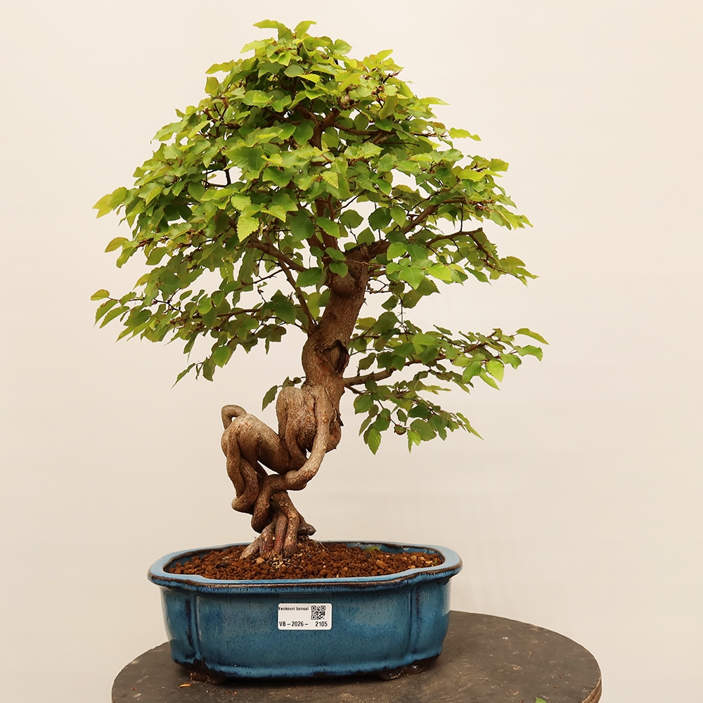 Bonsai voor buiten -Carpinus Coreana - Koreaanse haagbeuk
