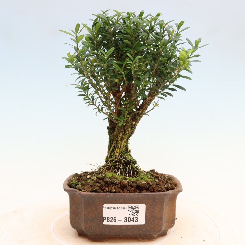 Kamerbonsai - Buxus harlandii - kurk buxus
