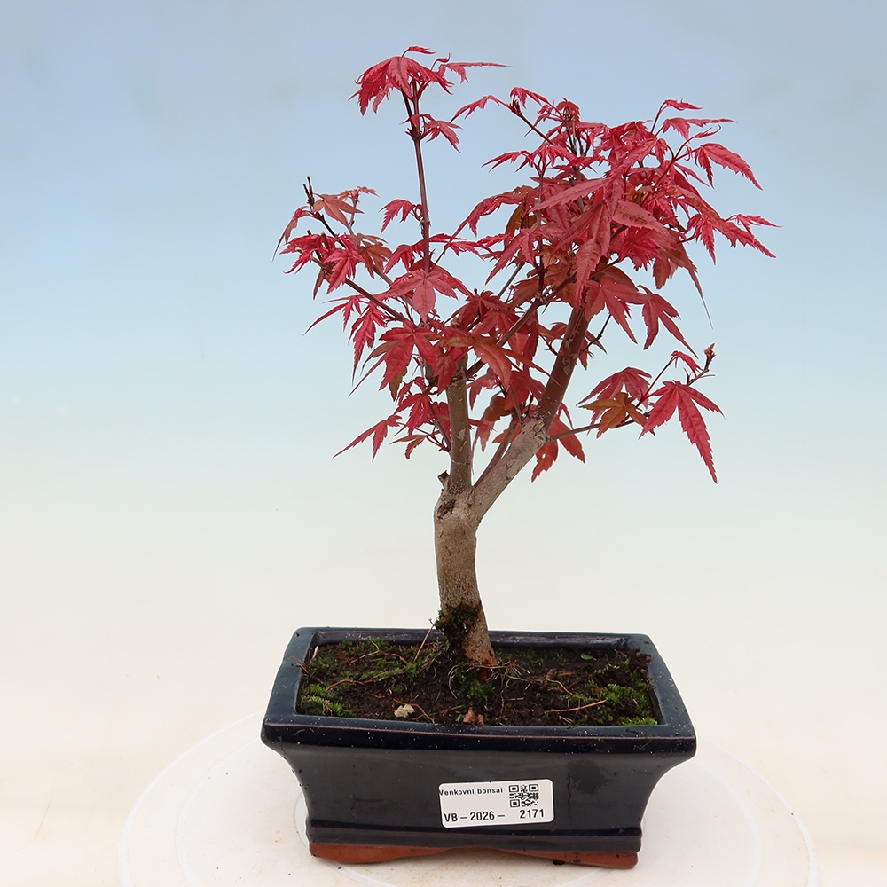 Bonsai voor buiten - Acer palmatum DESHOJO