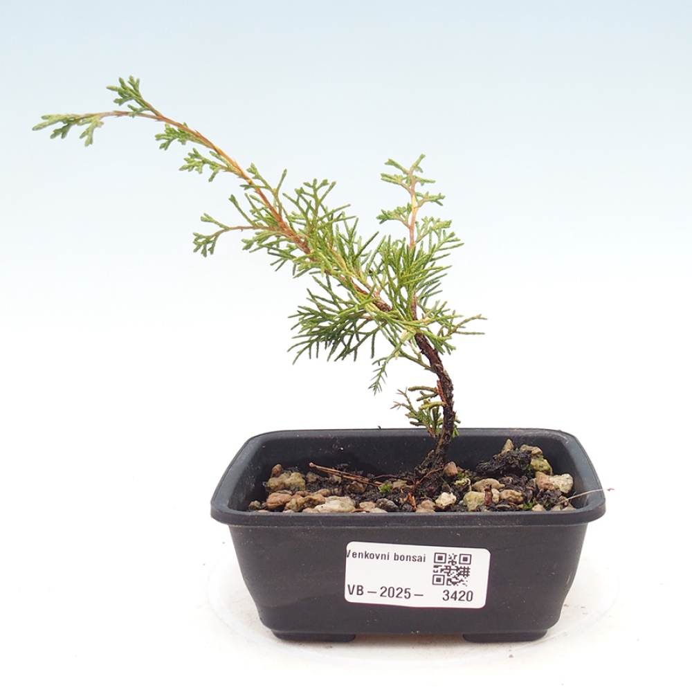 Bonsai voor buiten - Juniperus chinensis Itoigawa