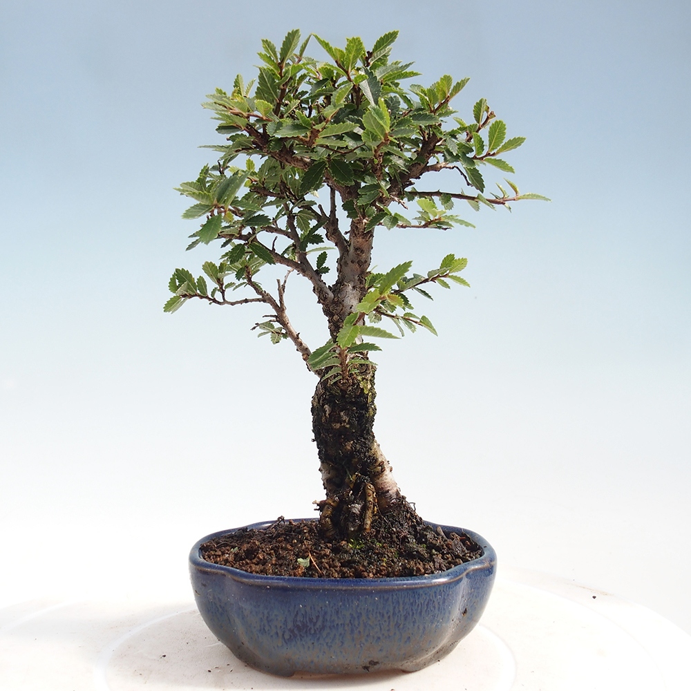 Bonsai voor buiten - Zelkova - Zelkova NIRE