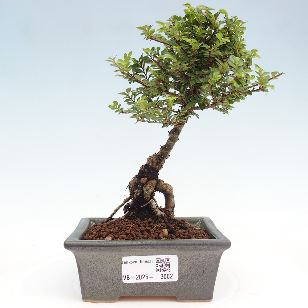 Bonsai voor buiten - Ulmus parvifolia Sagei - Kleinbladige iep