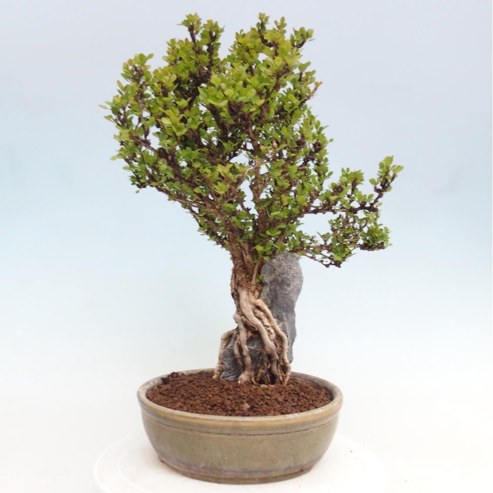 Bonsai voor buiten - Berberis coreana