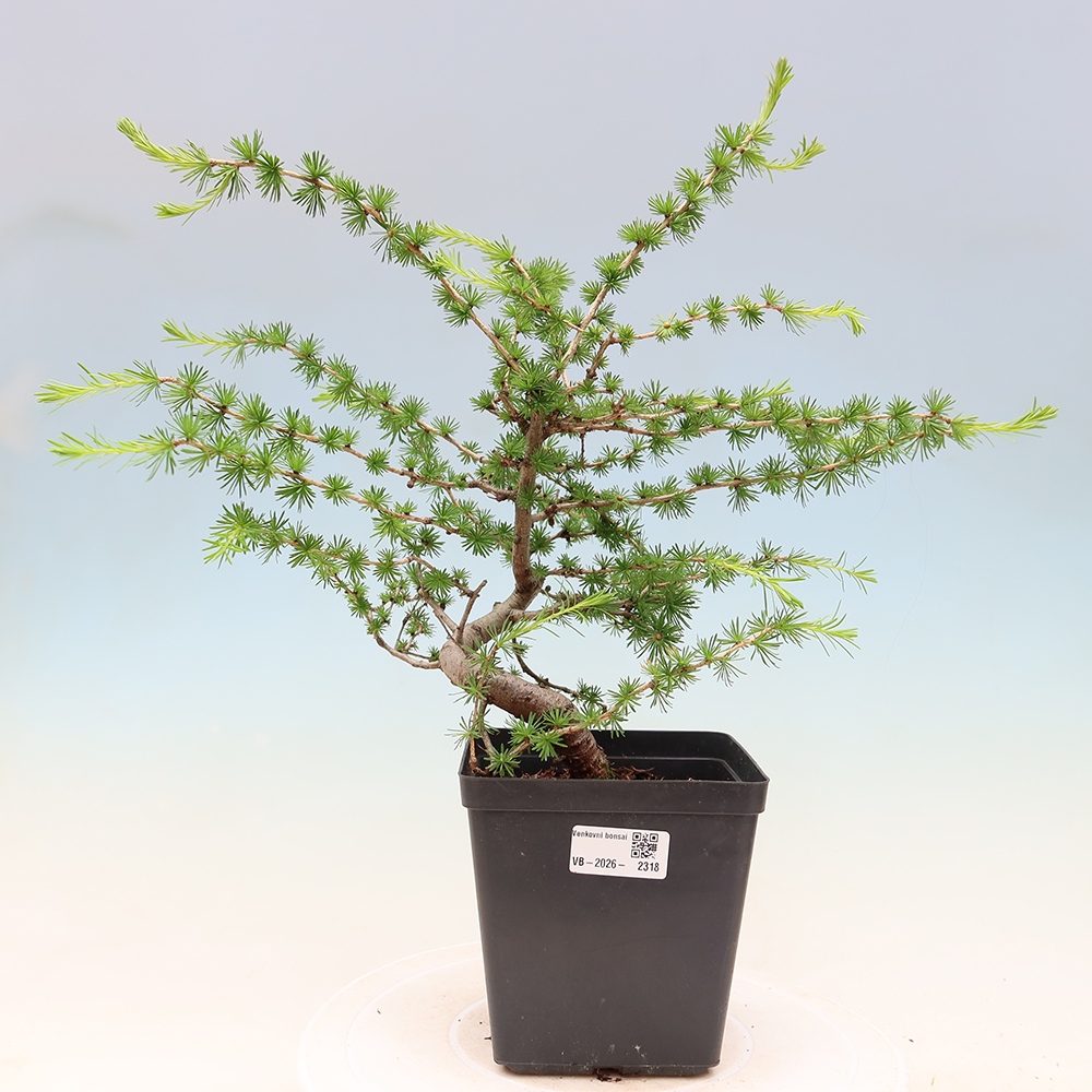 Bonsai voor buiten -Larix decidua - Lariks