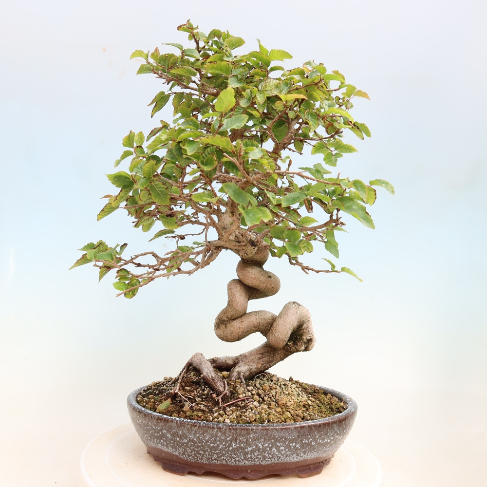 Bonsai voor buiten -Carpinus CARPINOIDES - Koreaanse haagbeuk