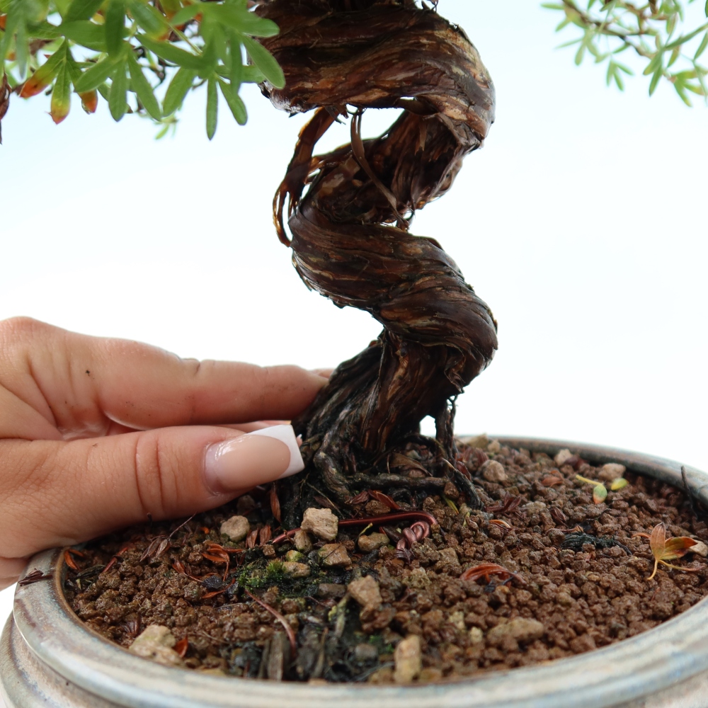 Bonsai voor buiten - Potentila fruticosa