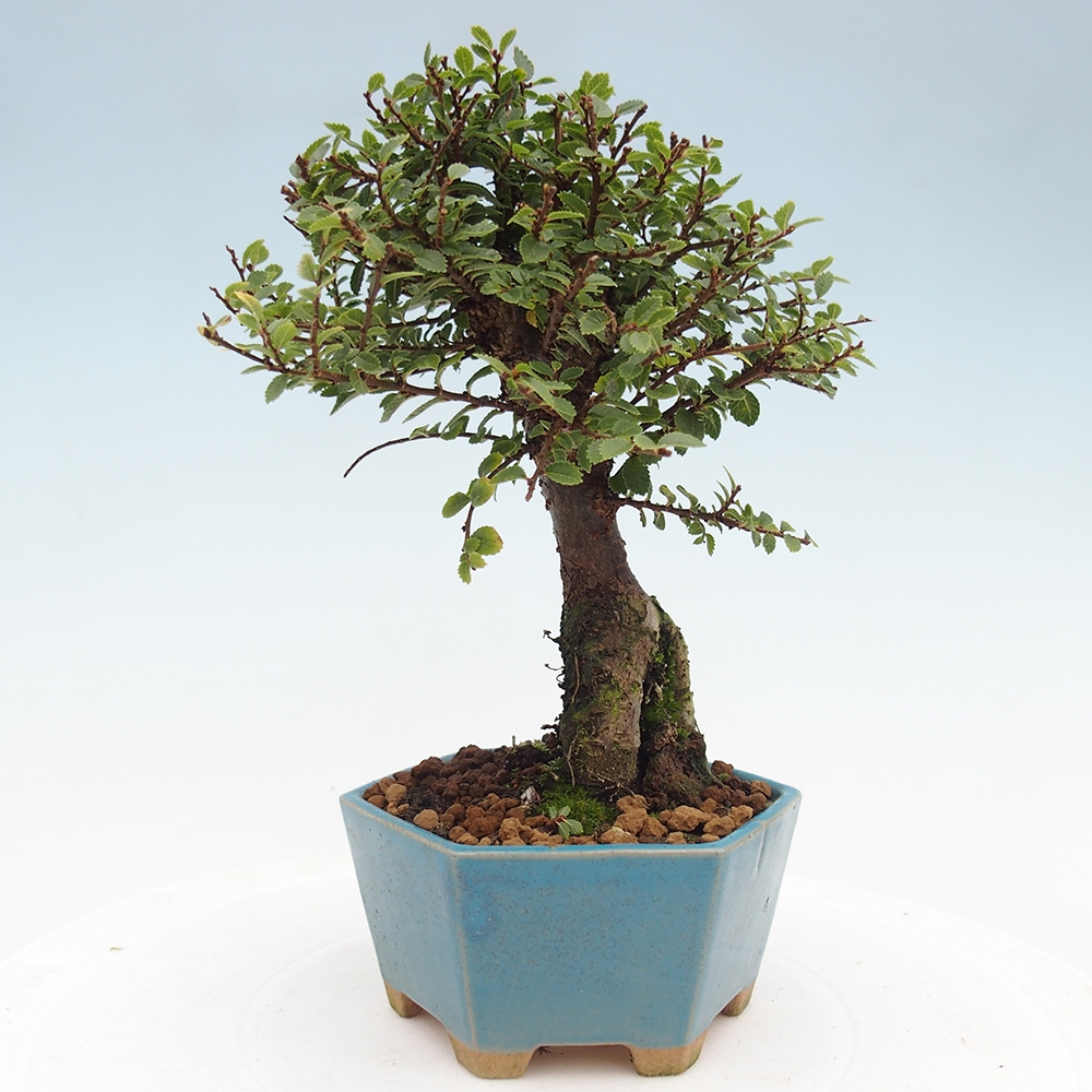 Bonsai voor buiten - Ulmus parvifolia Hokkaido - Chinese iep