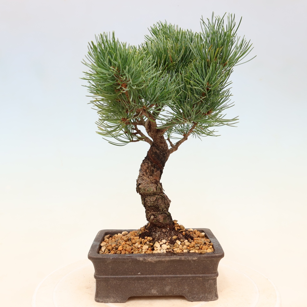 Bonsai voor buiten - Pinus parviflora - Pinus parviflora