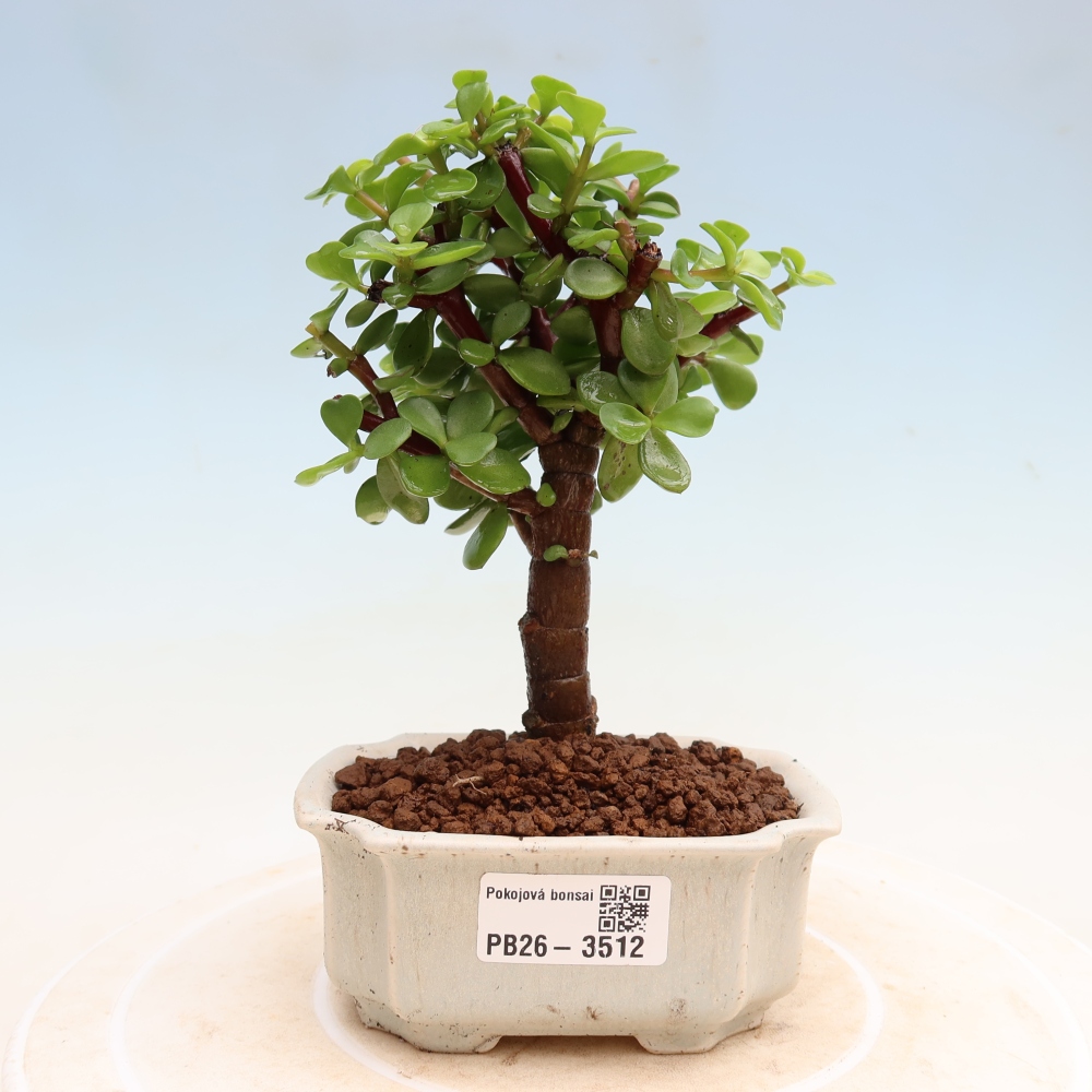 Kamerbonsai - Portulakaria Afra - Tlustice