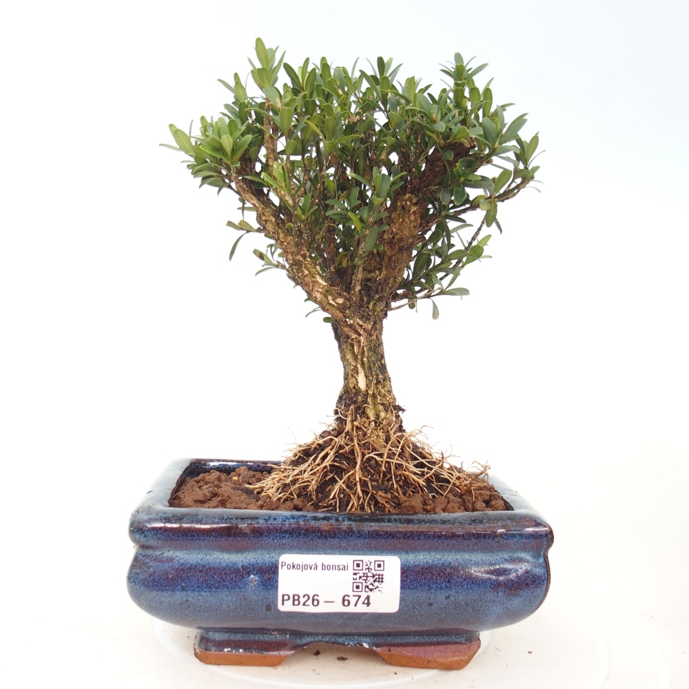 Kamerbonsai - Buxus harlandii - kurk buxus