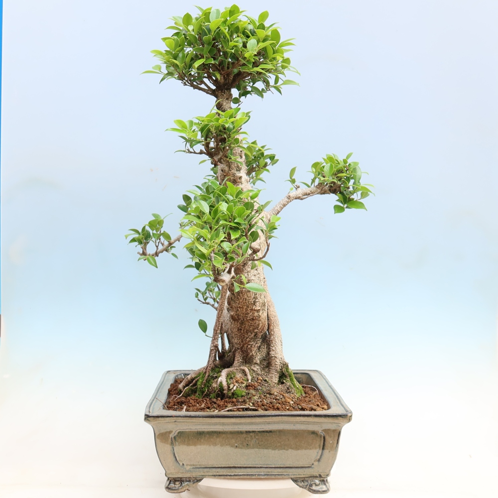 Kamerbonsai - Ficus kimmen - kleinbladige ficus
