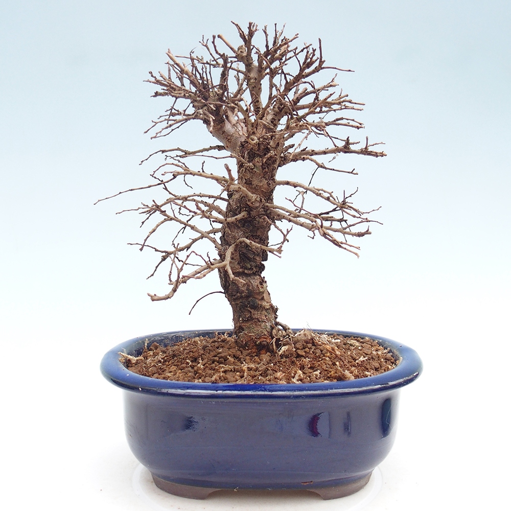 Bonsai voor buiten - Zelkova - Zelkova NIRE