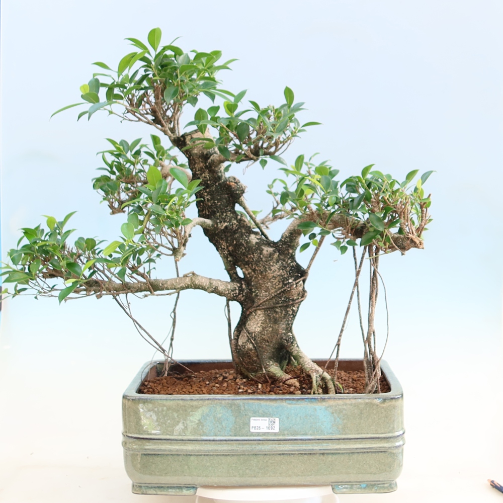 Kamerbonsai - Ficus kimmen - kleinbladige ficus