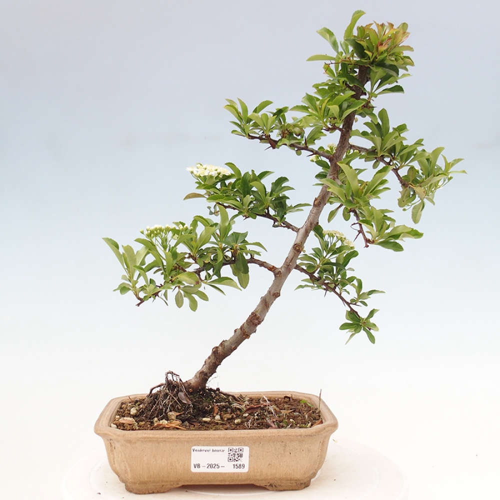 Bonsai-Pyracantha Teton voor buiten -Hlox