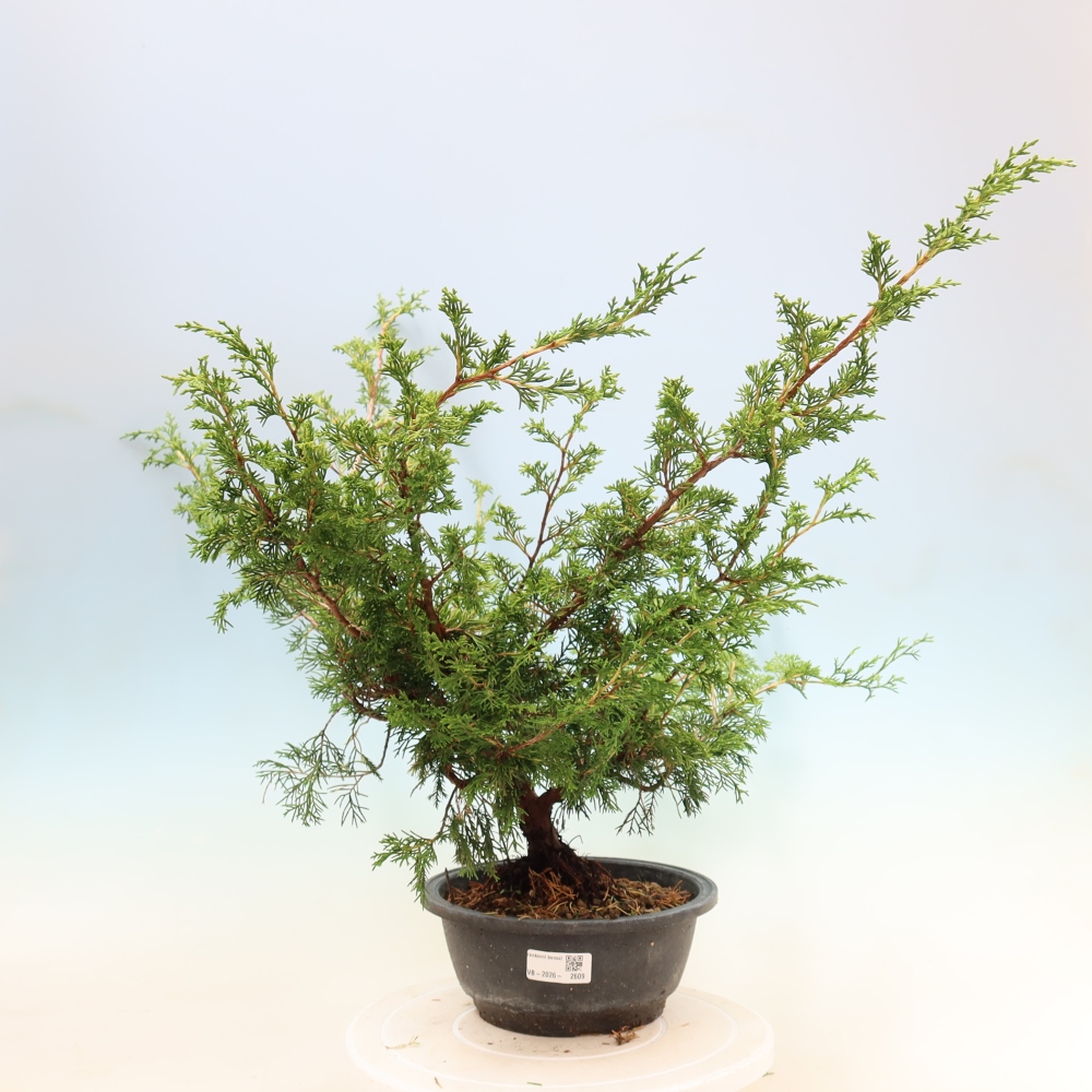 Bonsai voor buiten - Juniperus chinensis Itoigawa