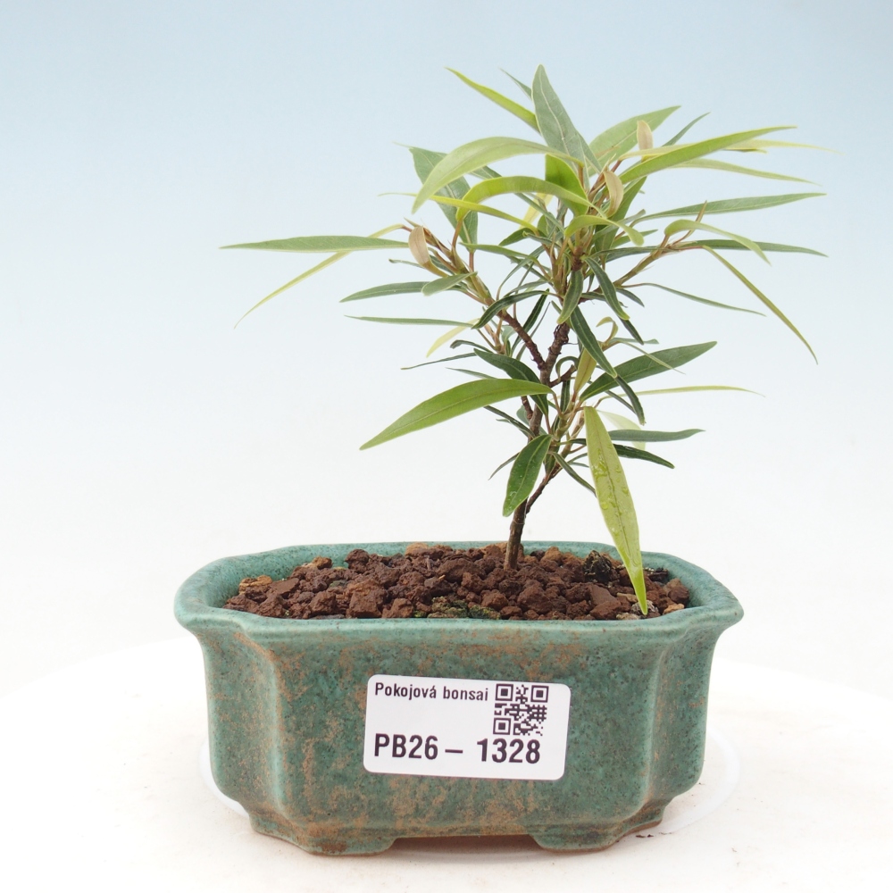 Kamerbonsai - Ficus nerifolia - kleinbladige ficus