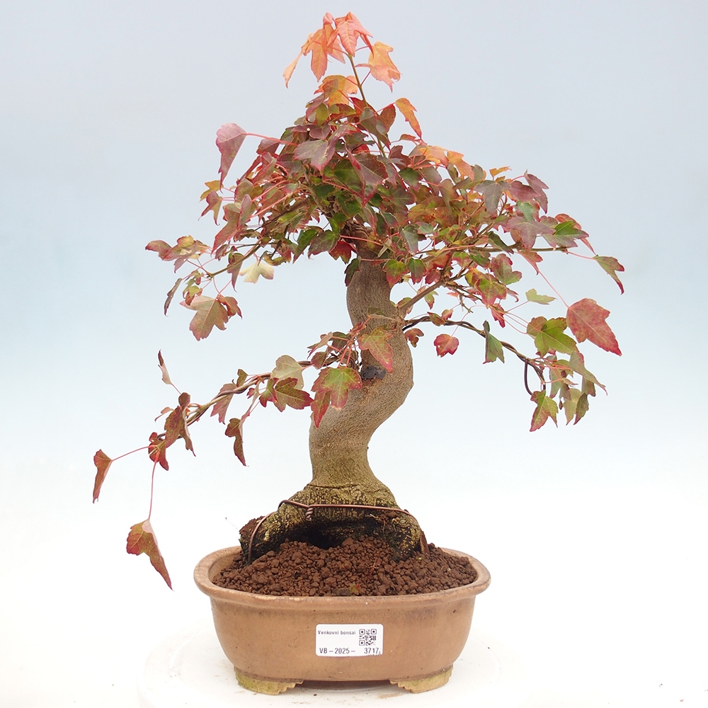 Bonsai voor buiten - Acer Buergerianum - Burgeresdoorn