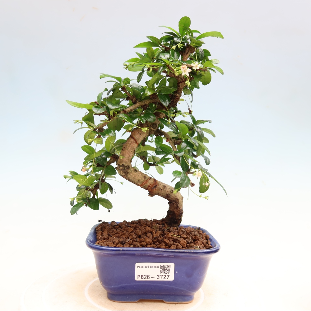 Kamerbonsai - Carmona macrophylla - Thee fuki