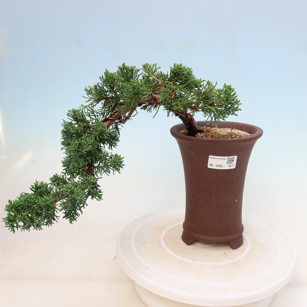 Bonsai voor buiten - Juniperus chinensis Kishu
