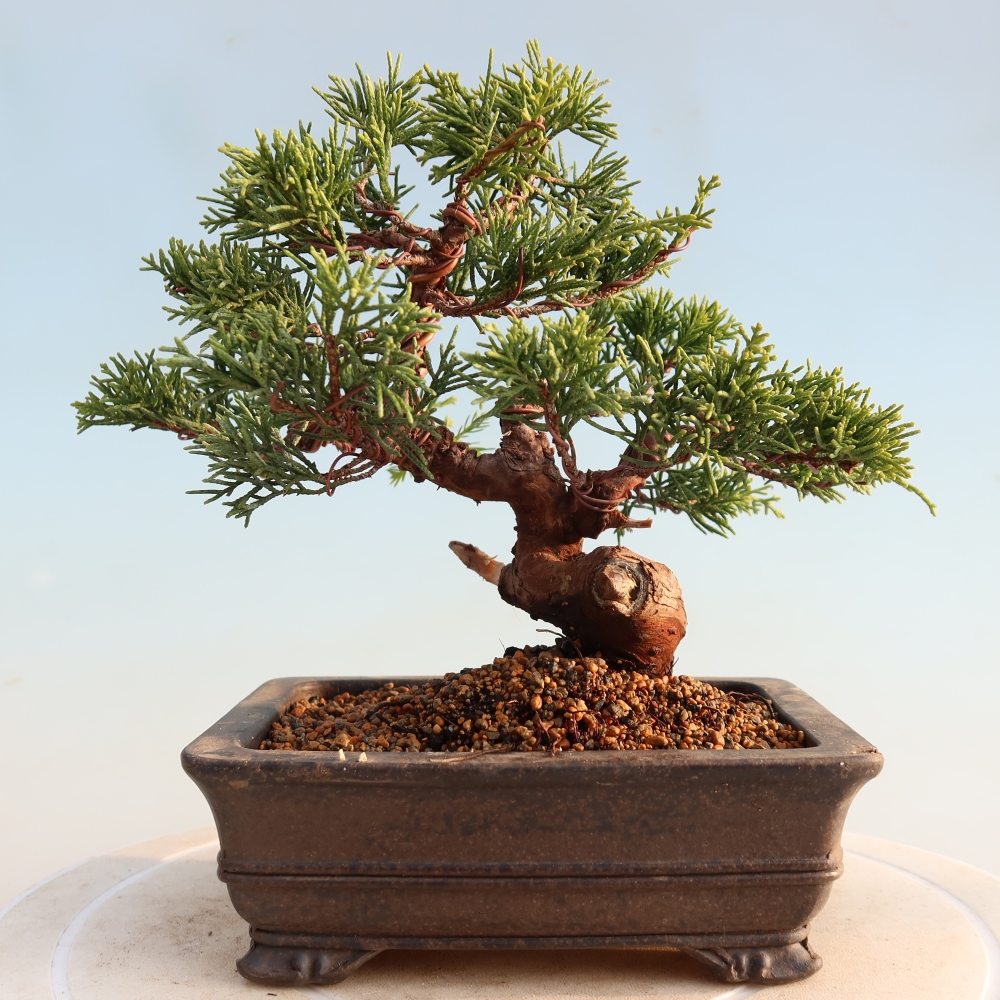 Bonsai voor buiten - Juniperus chinensis Itoigawa