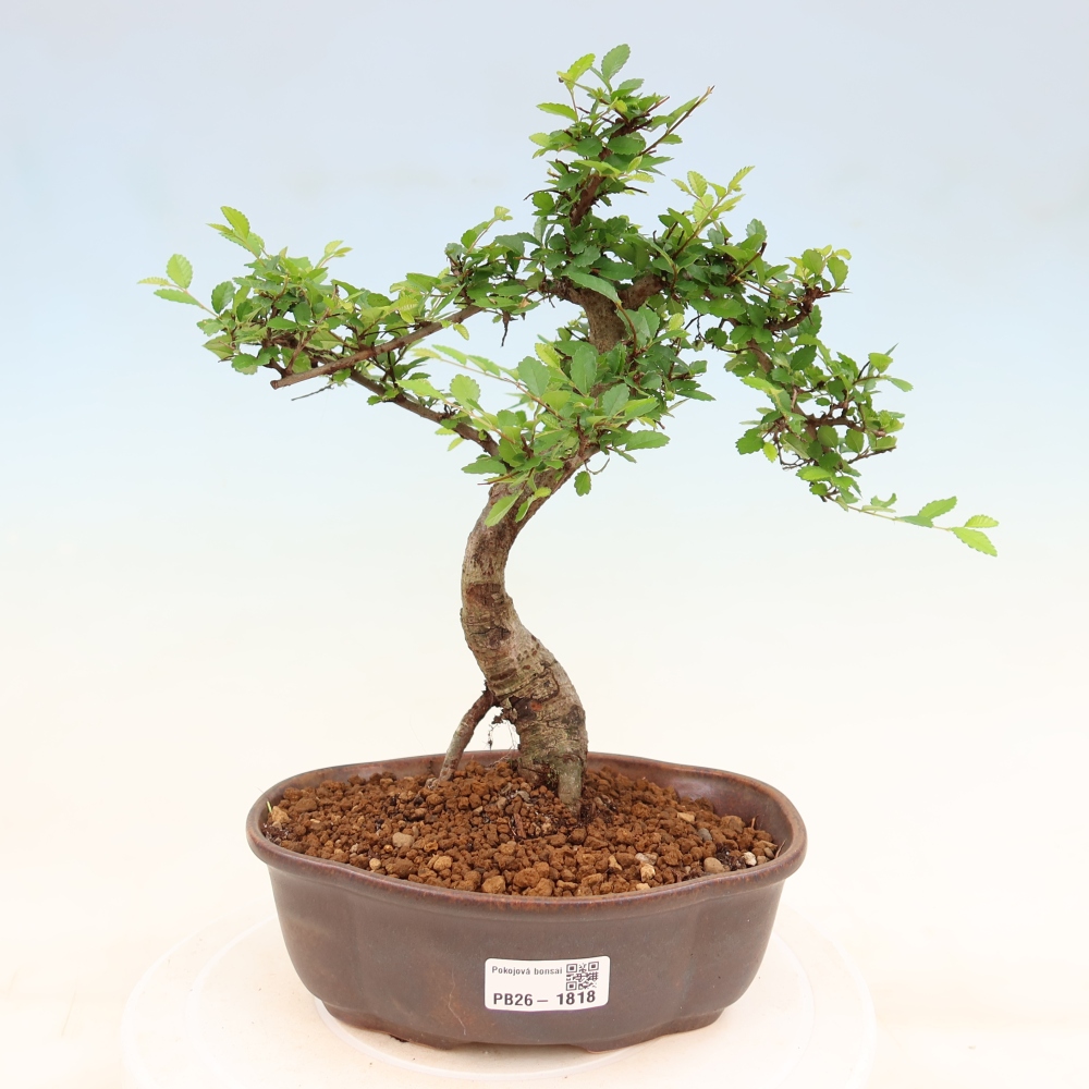 Kamerbonsai - Ulmus parvifolia - Winteriep