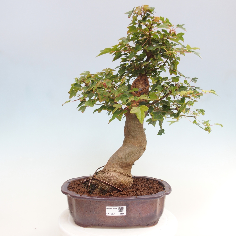 Bonsai voor buiten - Acer Buergerianum - Burgeresdoorn