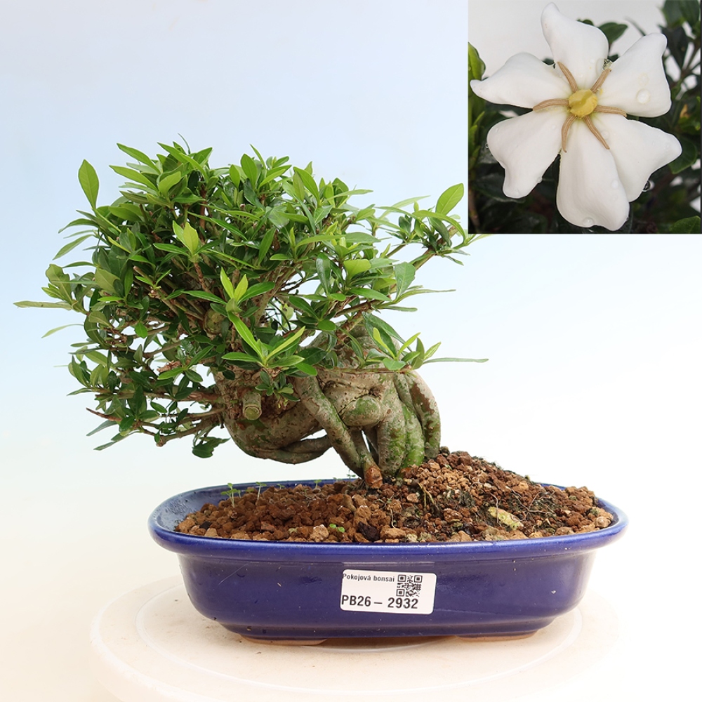 Kamerbonsai - Gardenia jasminoides-Gardenia