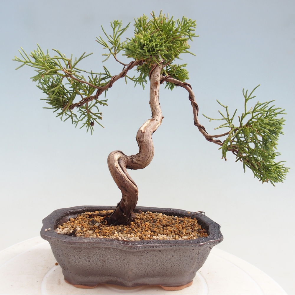 Bonsai voor buiten - Juniperus chinensis Kishu
