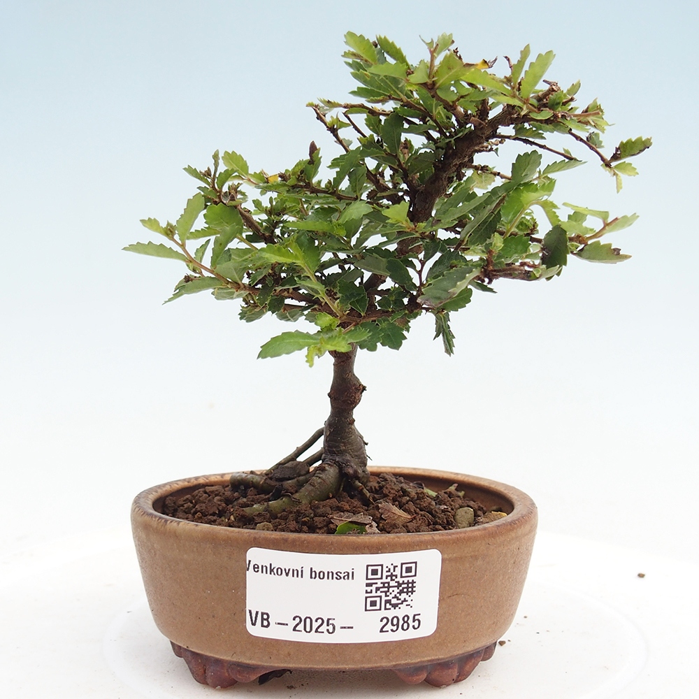 Bonsai voor buiten - Ulmus parvifolia Sagei - Kleinbladige iep