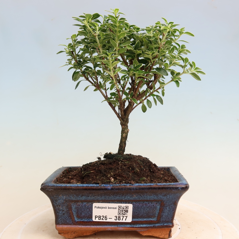 Kamerbonsai - Serissa foetida Variegata - Boom van duizend sterren