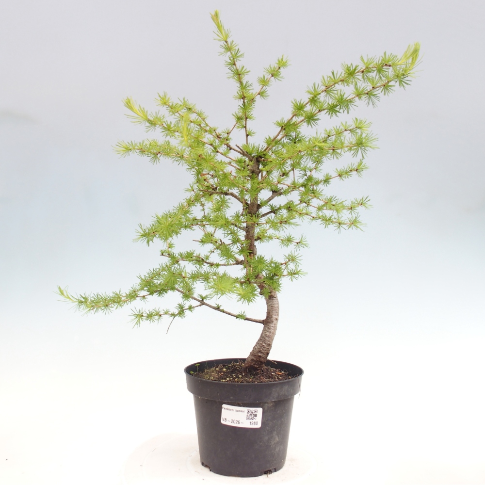 Bonsai voor buiten -Larix decidua - Lariks