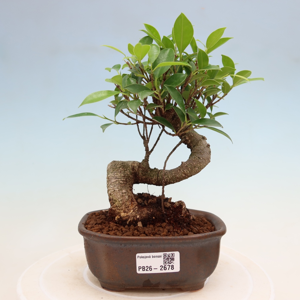 Kamerbonsai - Ficus kimmen - kleinbladige ficus